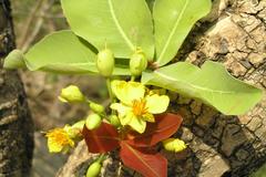Ochna obtusata